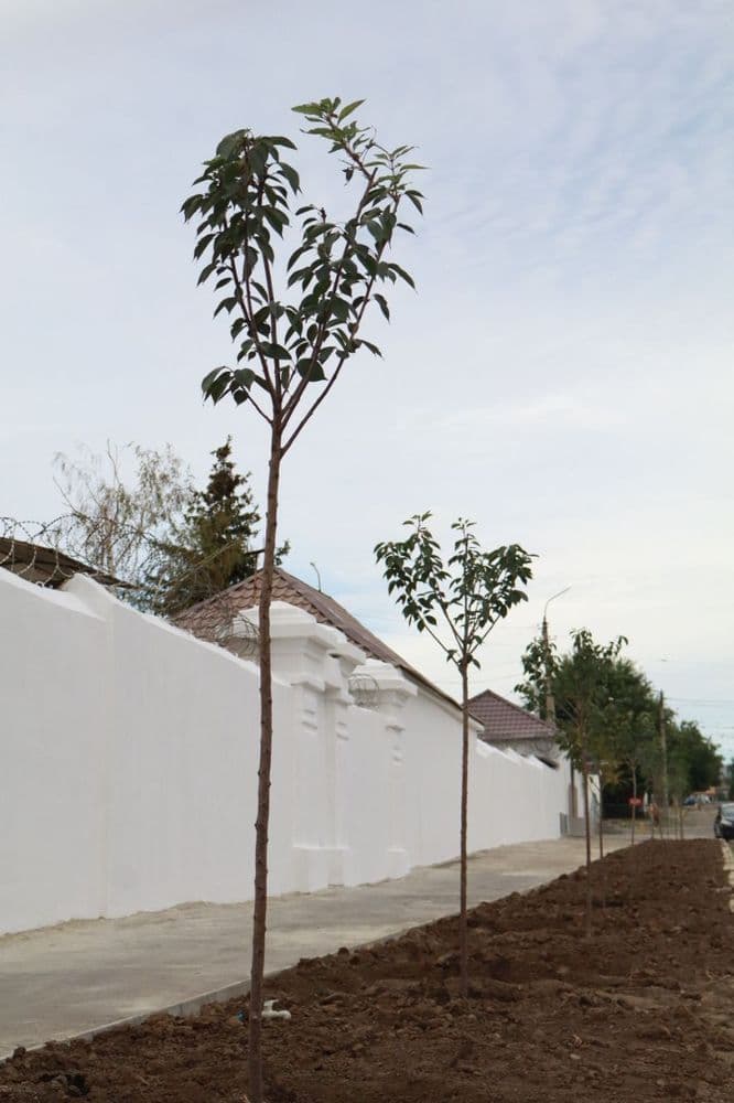 У Миколаєві з'явилась Алея руху: працівники КП "Миколаївелектротранс" висадили сакури до Дня міста